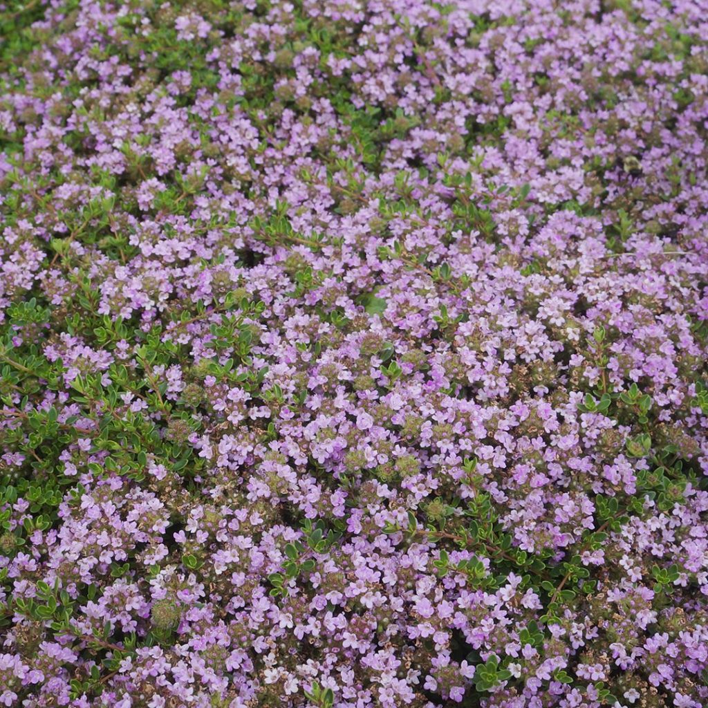 Thymus praecox 'Purple Carpet'