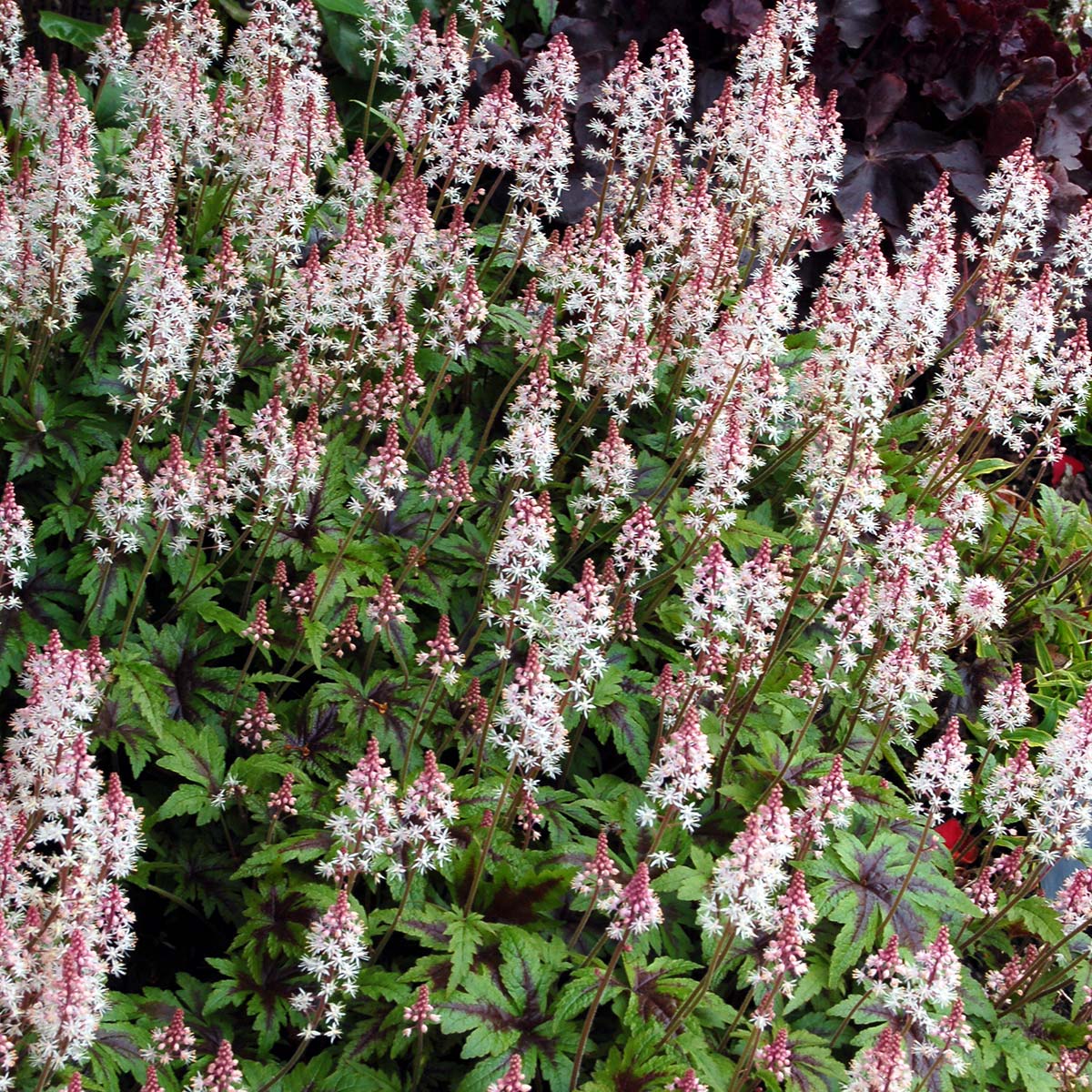 Tiarella 'Sugar and Spice'