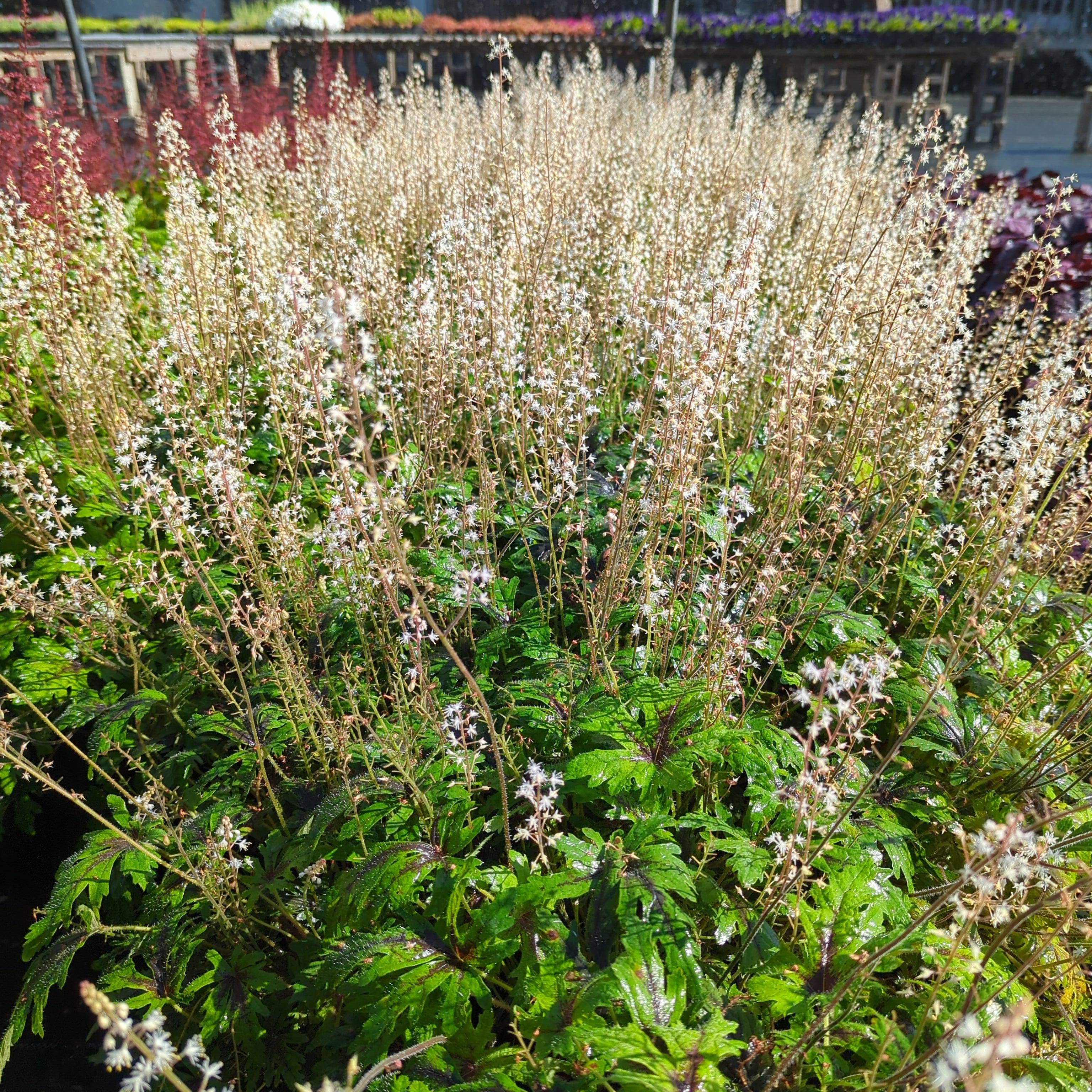 Tiarella 'Timbuktu'