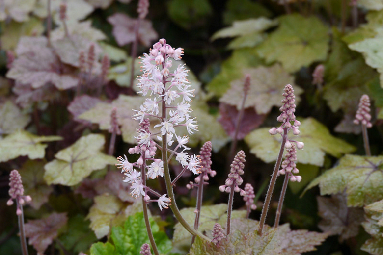 Tiarella wherryi