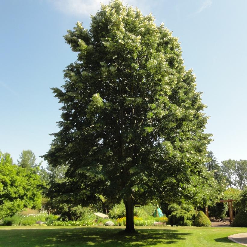 Tilia 'Sterling Silver'