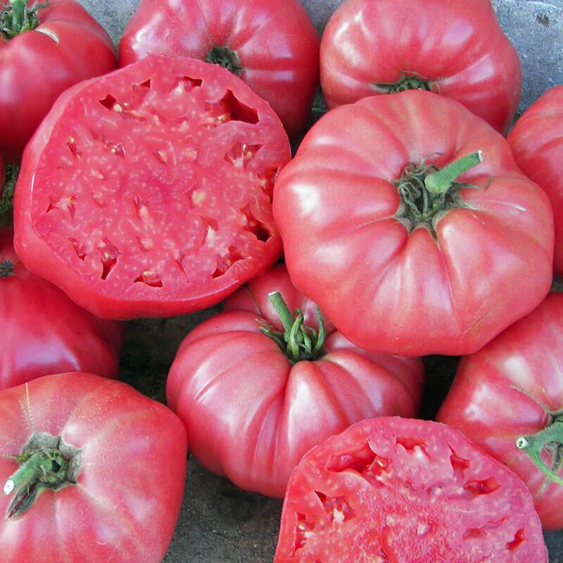 Tomato 'Brandywine Pink'