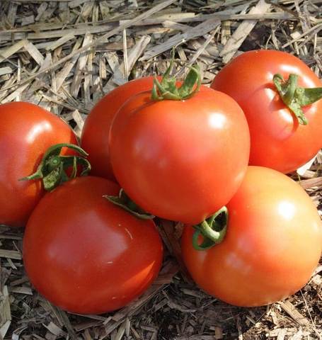 Tomato 'Early Girl'