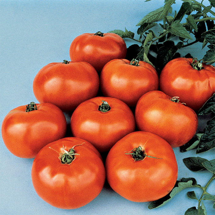 Tomato 'Jet Star'