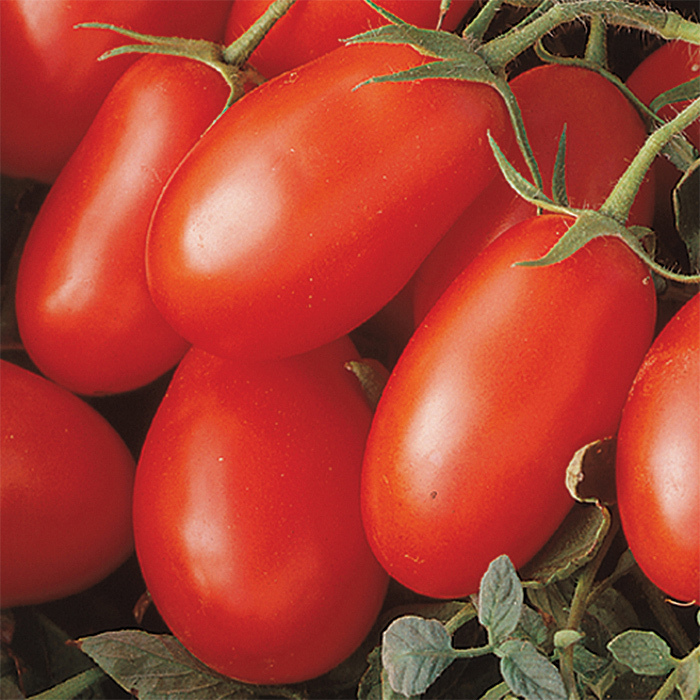 Tomato 'La Roma'