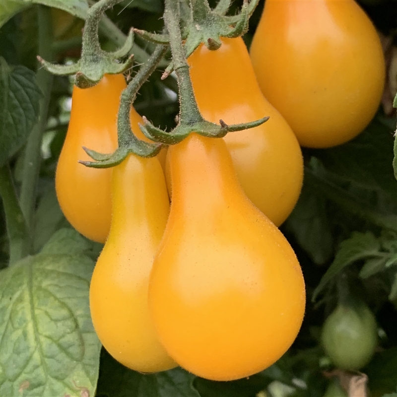 Tomato 'Yellow Pear'