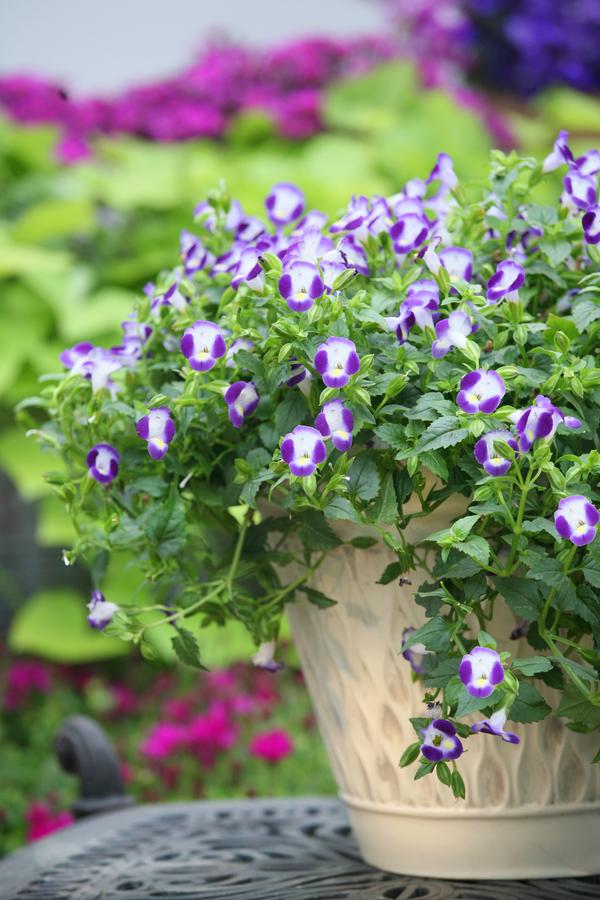 Torenia Summer Wave 'Bouquet Blue'