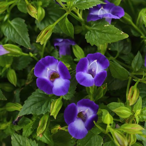 Torenia Summer Wave 'Bouquet Deep Blue'