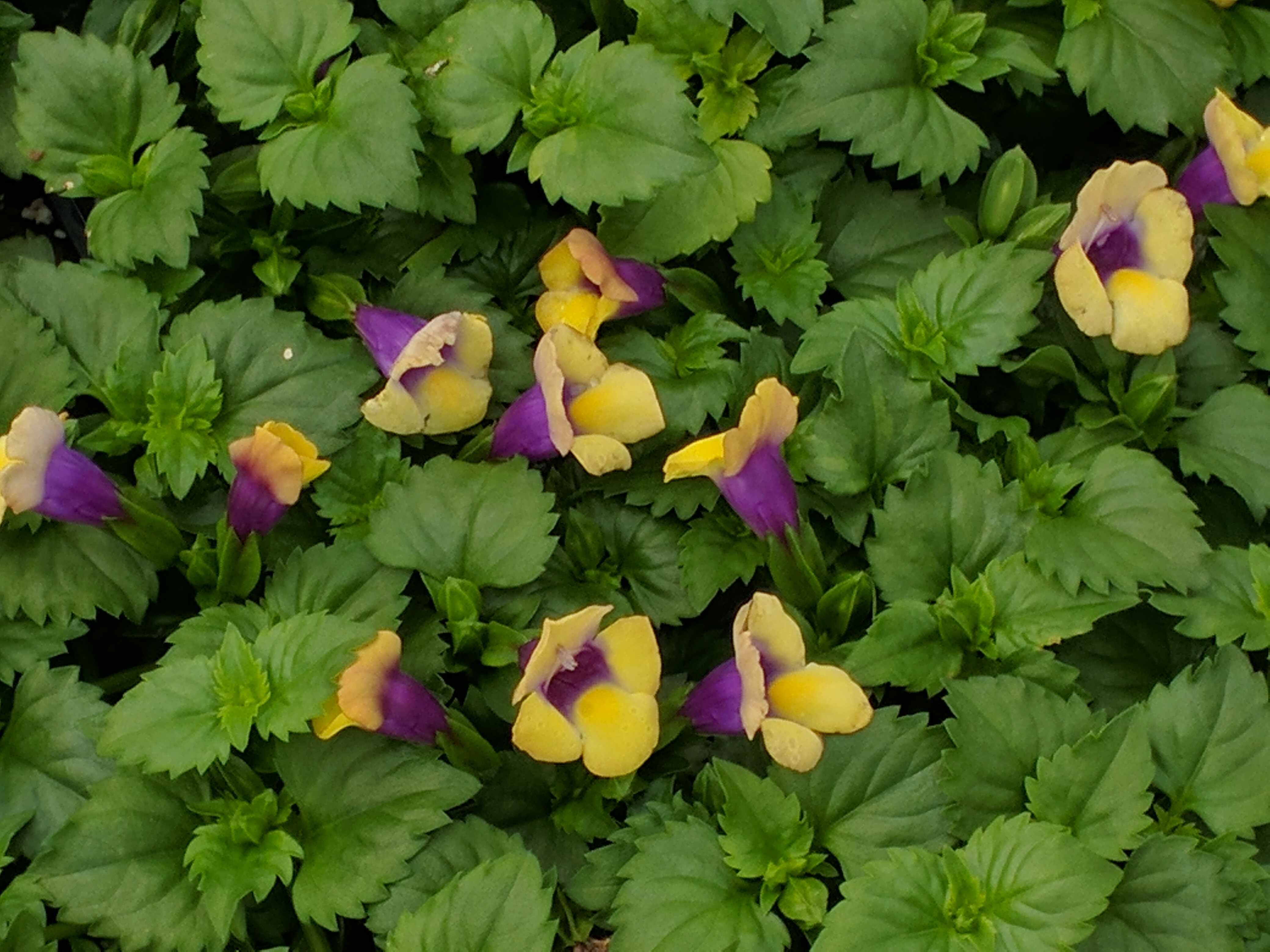 Torenia Summer Wave 'Bouquet Gold'