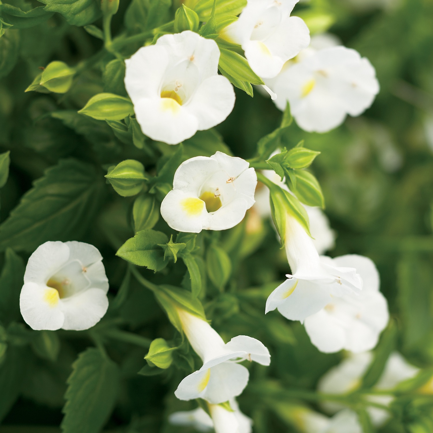 Torenia Summer Wave 'Bouquet White'