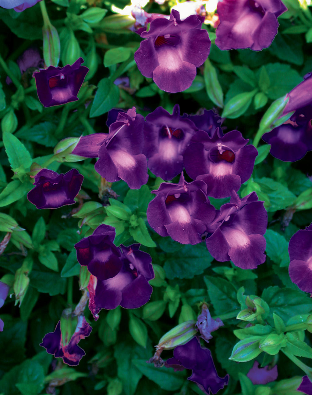 Torenia Summer Wave Large 'Violet'