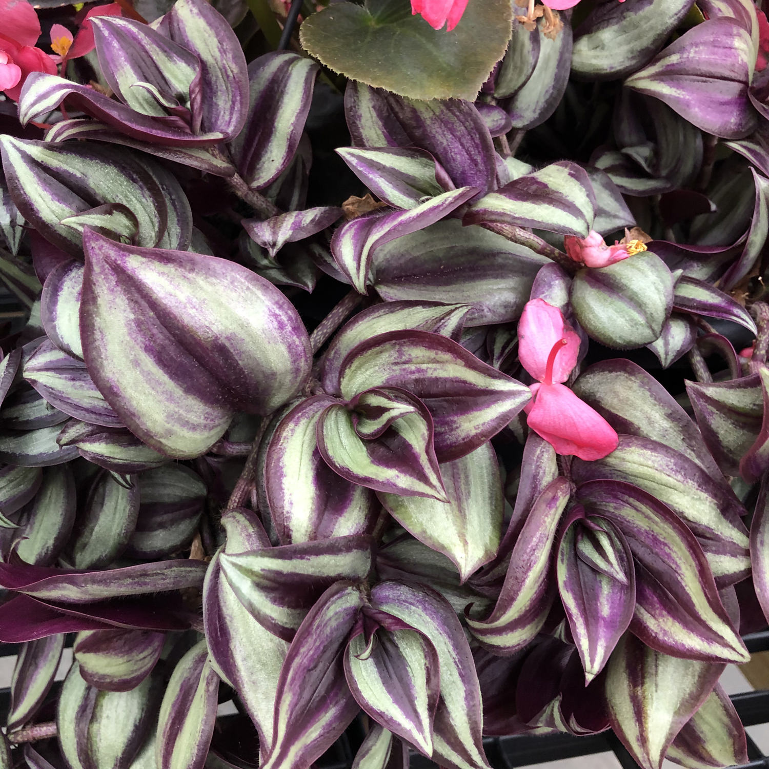 Tradescantia Purple Zebra