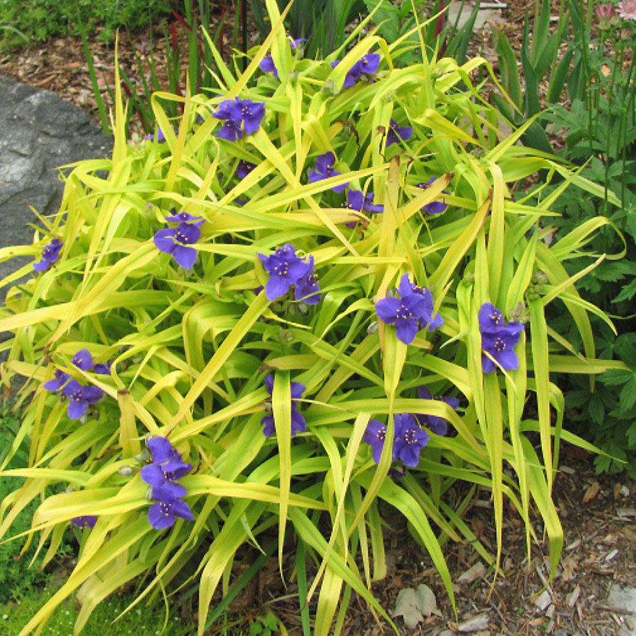 Tradescantia 'Sweet Kate'