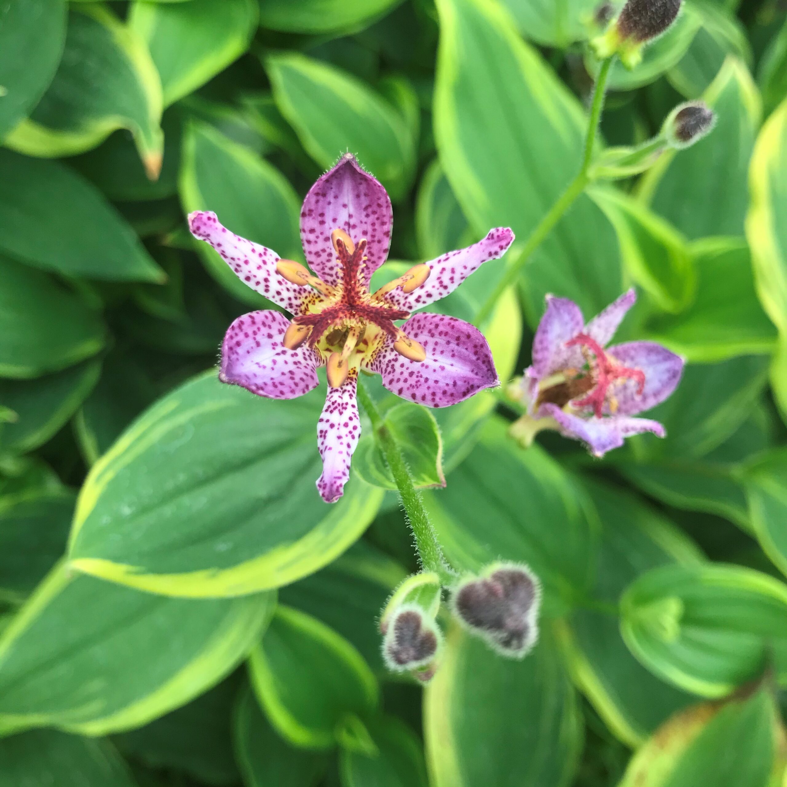 Tricyrtis 'Autumn Glow'