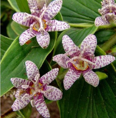 Tricyrtis formosana 'Samurai'