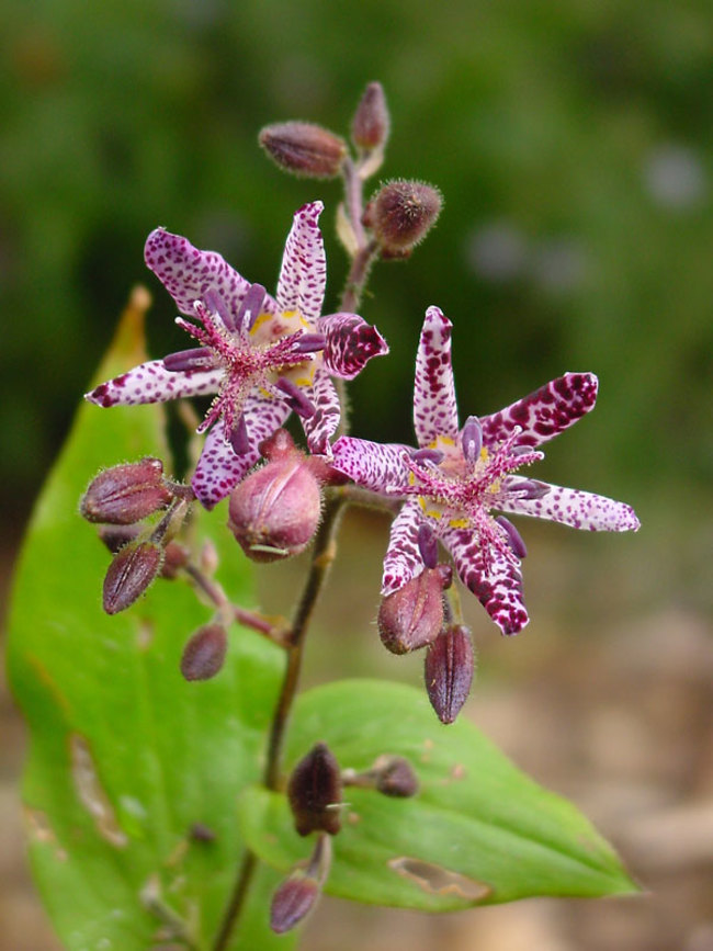 Tricyrtis 'Sinonome' 