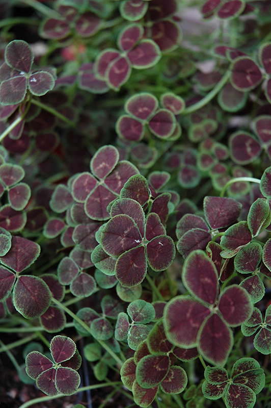 Trifolium Coco Mint