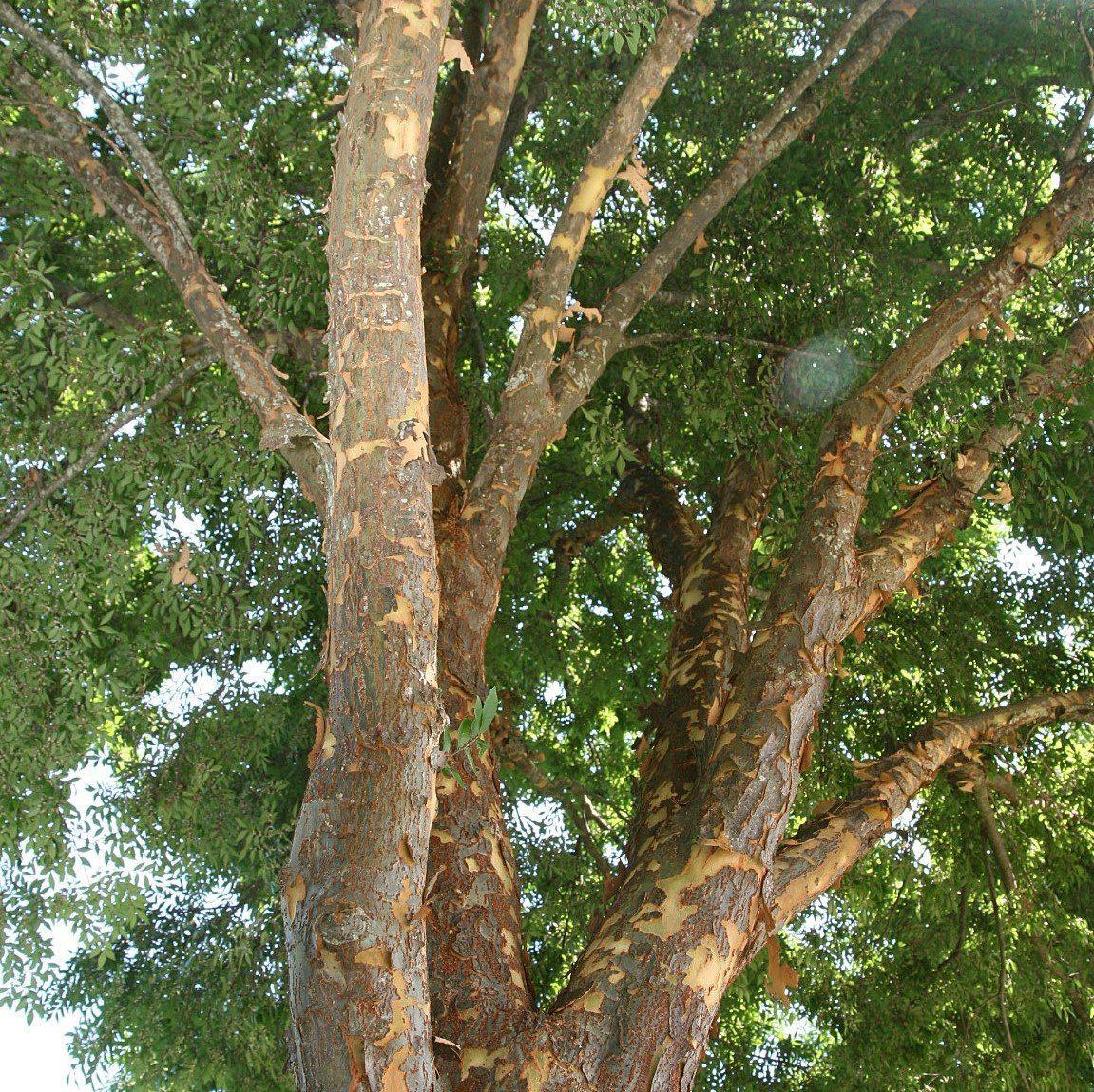 Ulmus parvifolia 'Allee'