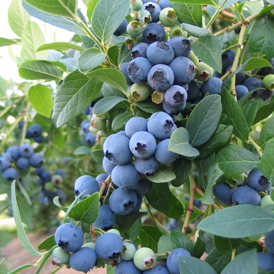 Vaccinium 'Bluecrop'