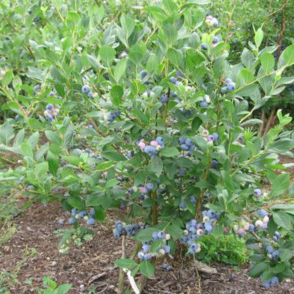 Vaccinium 'Blueray'