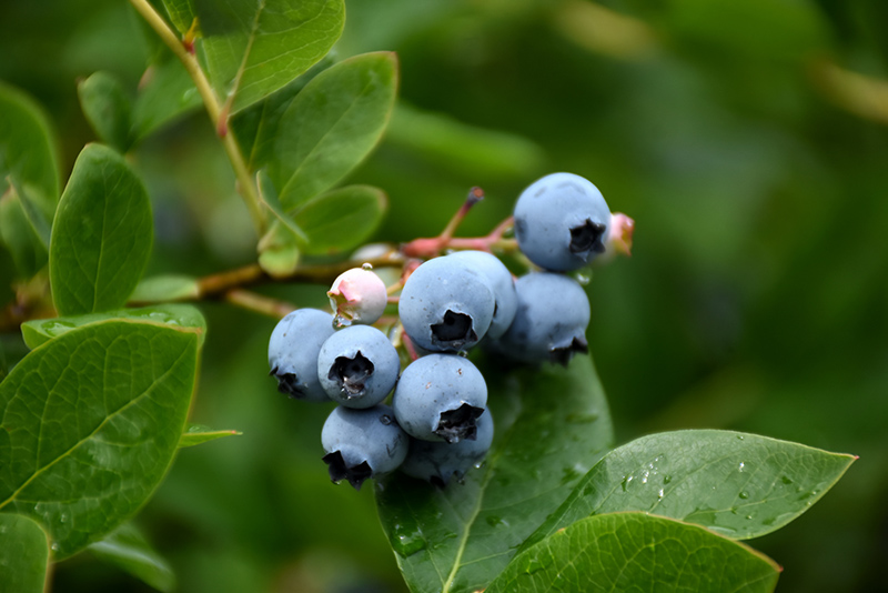 Vaccinium 'NorthCountry'