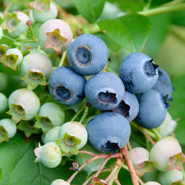 Vaccinium 'Northland'