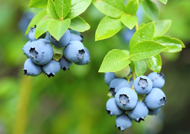 Vaccinium 'Patriot'