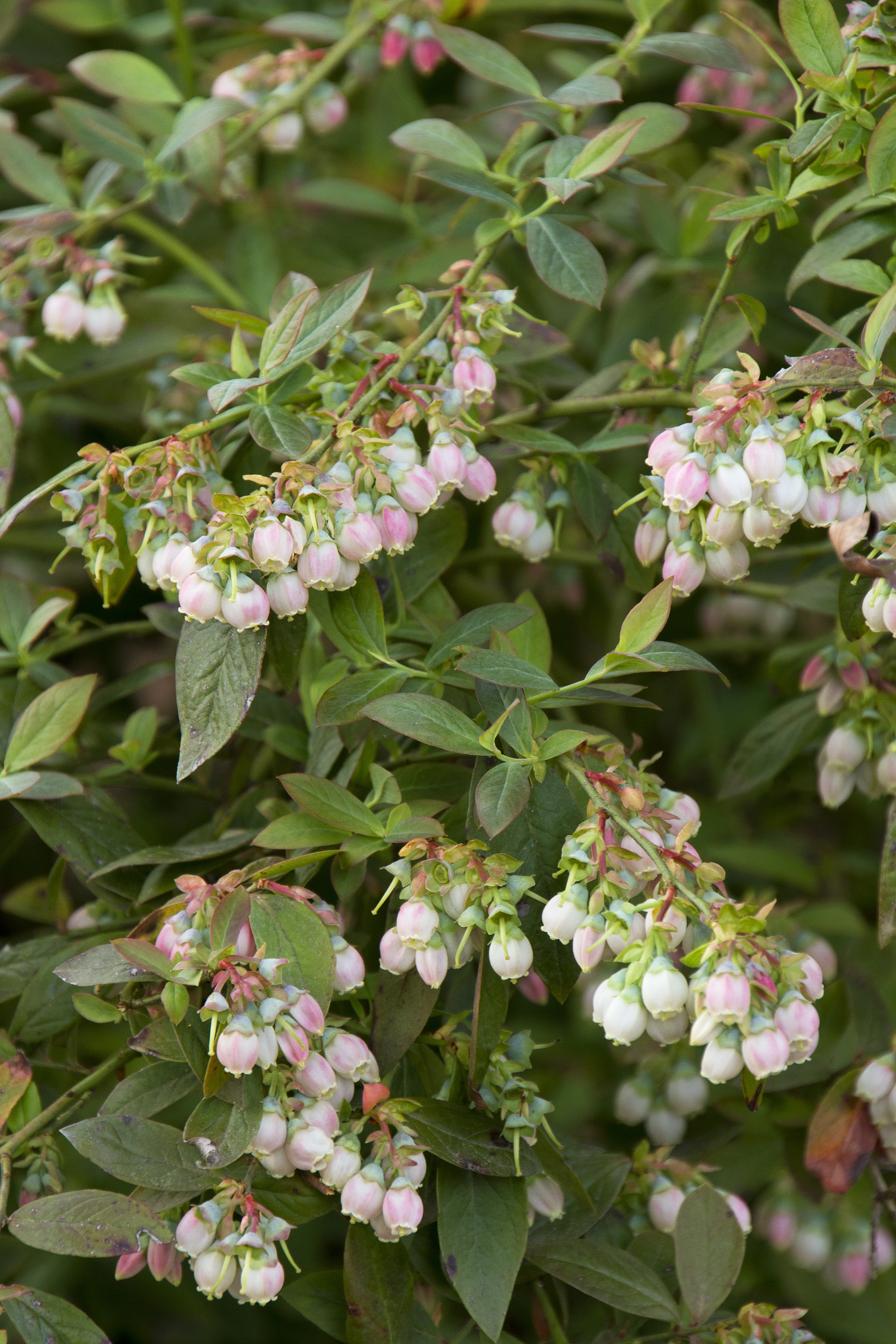 Vaccinium Sunshine Blue