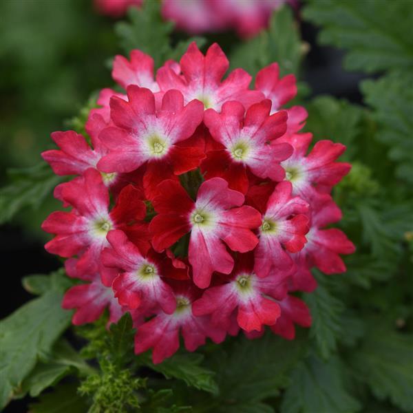 Verbena Beats 'Red and White'