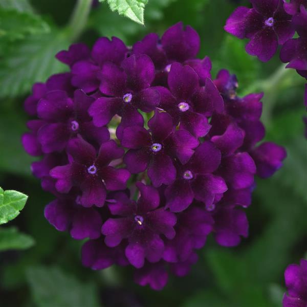 Verbena Lascar 'Black Velvet'