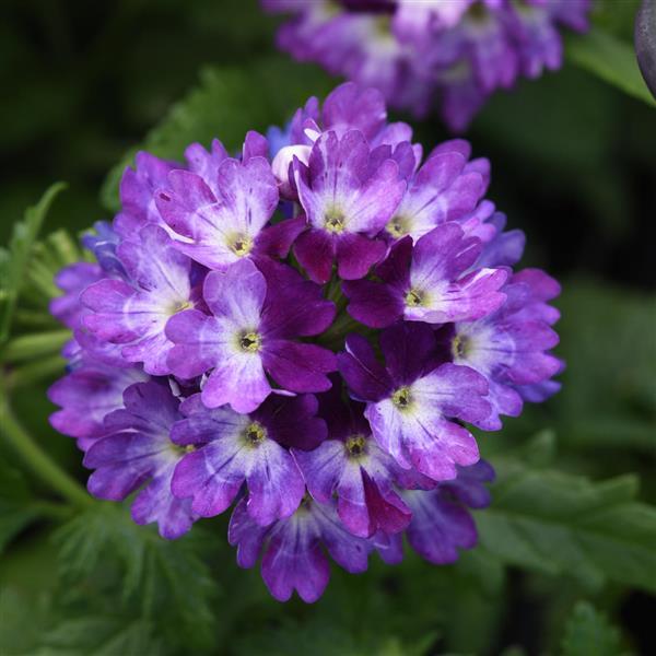 Verbena Lascar 'Blue White'