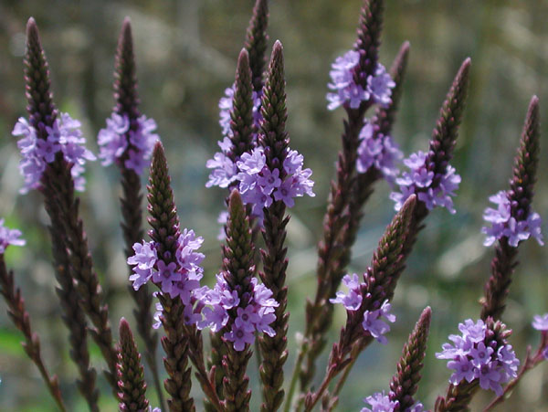 Verbena hastata