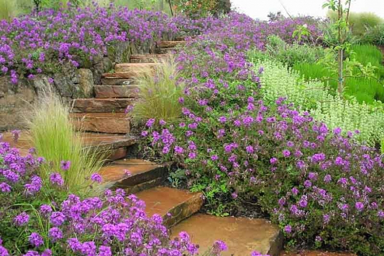 Verbena c. 'Homestead Purple'