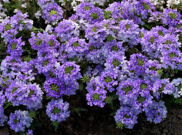 Verbena Lanai 'Blue'