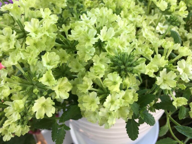 Verbena Lanai 'Green Apple'