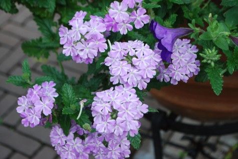 Verbena Lanai 'Lavender Star'