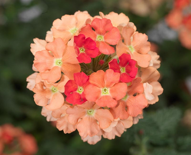 Verbena Lanai 'Peach'