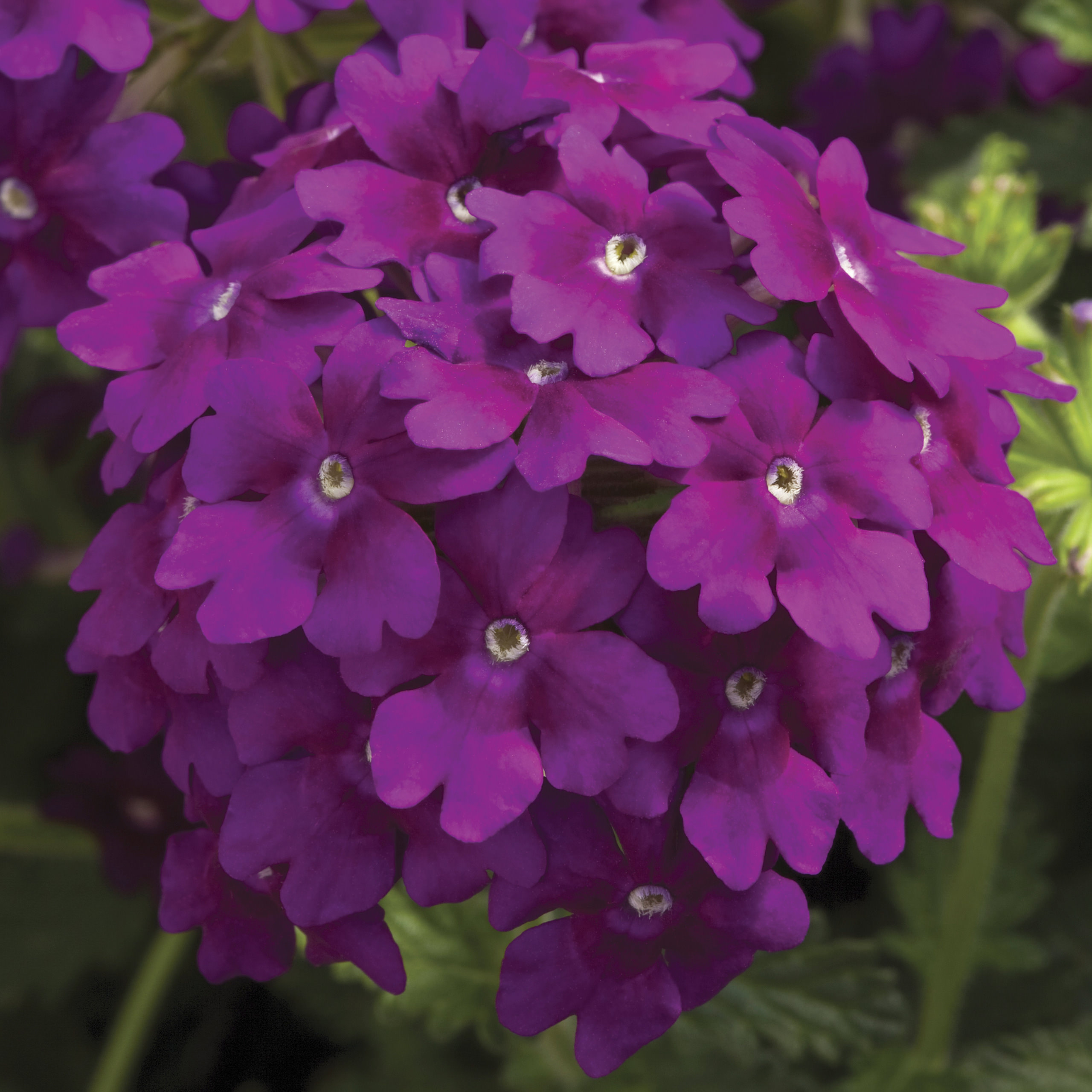 Verbena Lanai 'Purple'