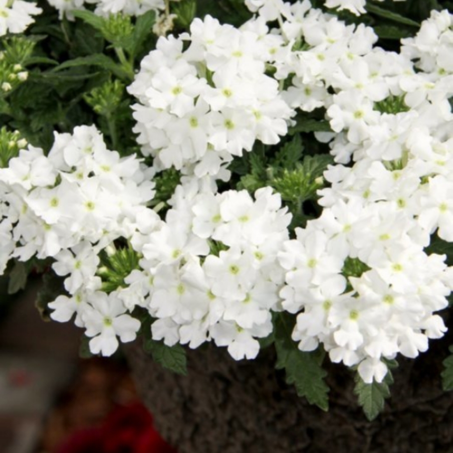 Verbena Lanai 'White'