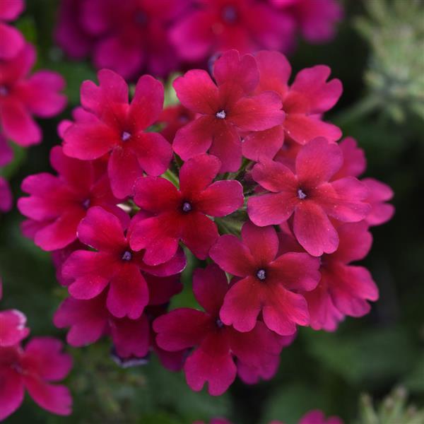 Verbena Lascar Burgundy
