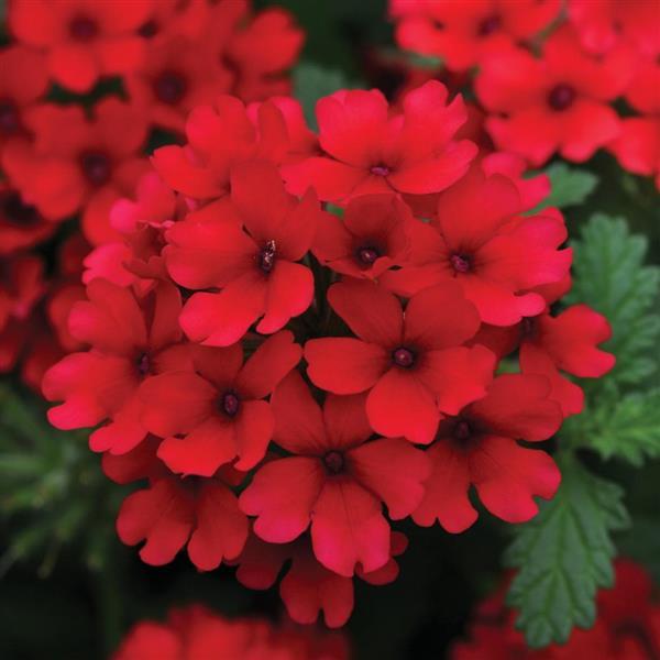Deep Red Verbena