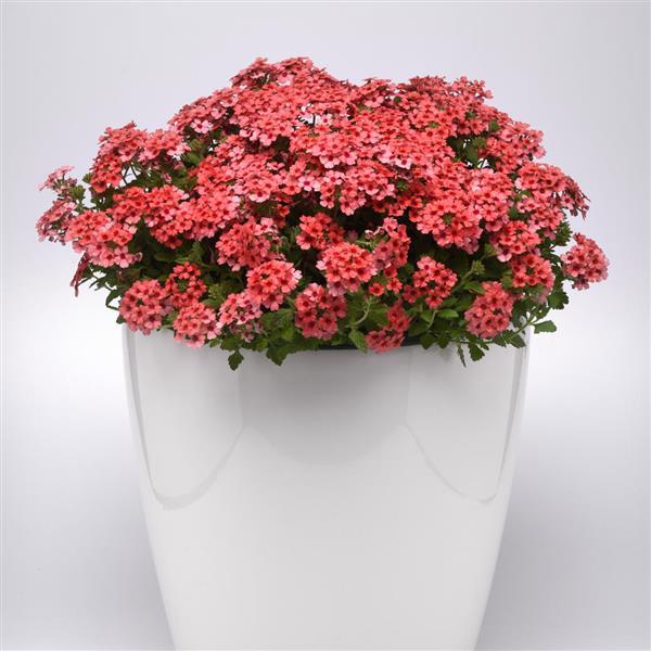 Verbena Lascar 'Mango Orange'