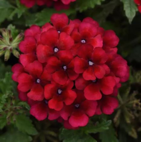 Verbena Lascar 'Vampire'