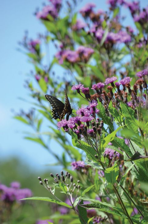 Vernonia Fasciculata