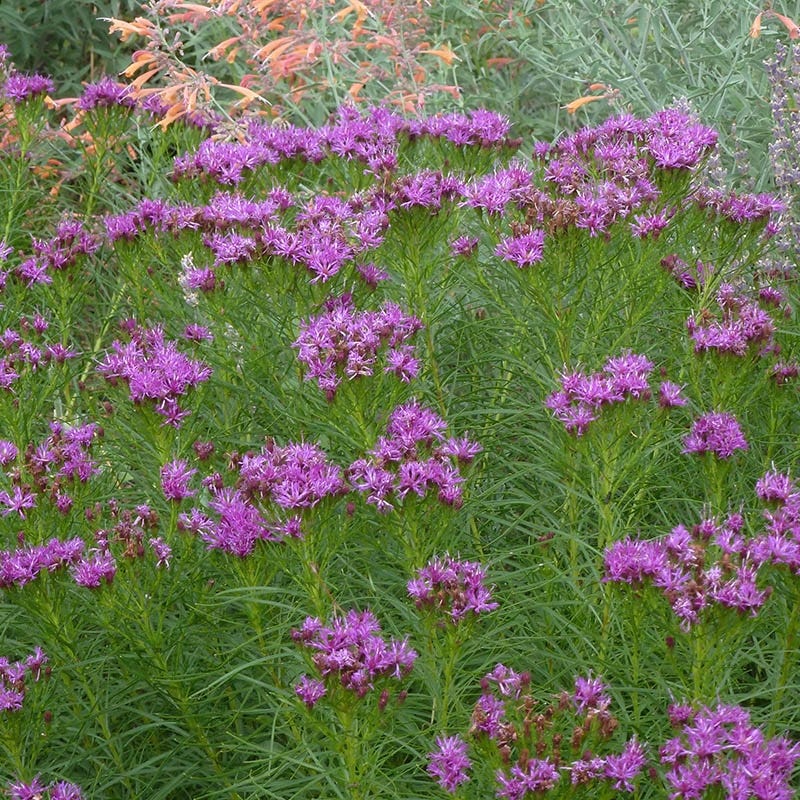 Vernonia lettermanii 'Iron Butterfly'