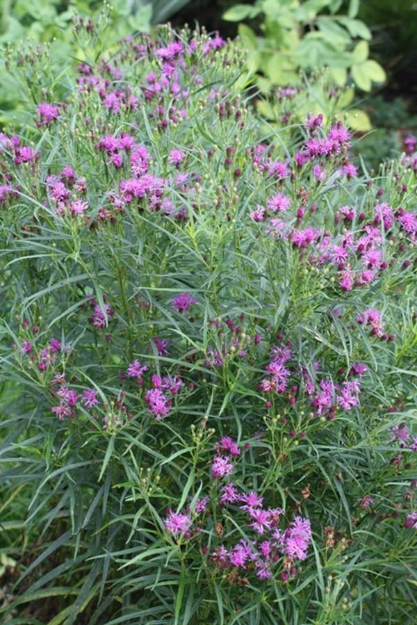 Vernonia 'Plum Peachy'