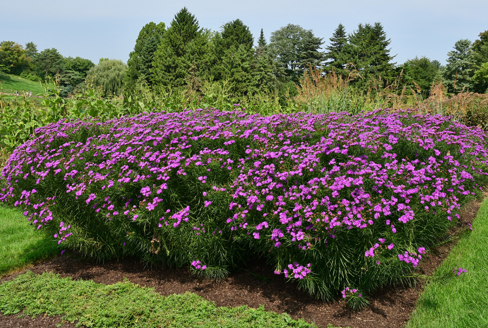 Vernonia 'Summer Surrender'