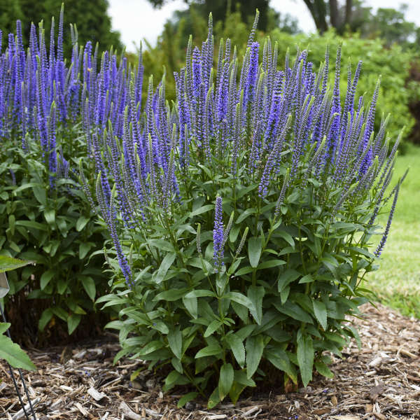 Veronica 'Blue Skywalker'