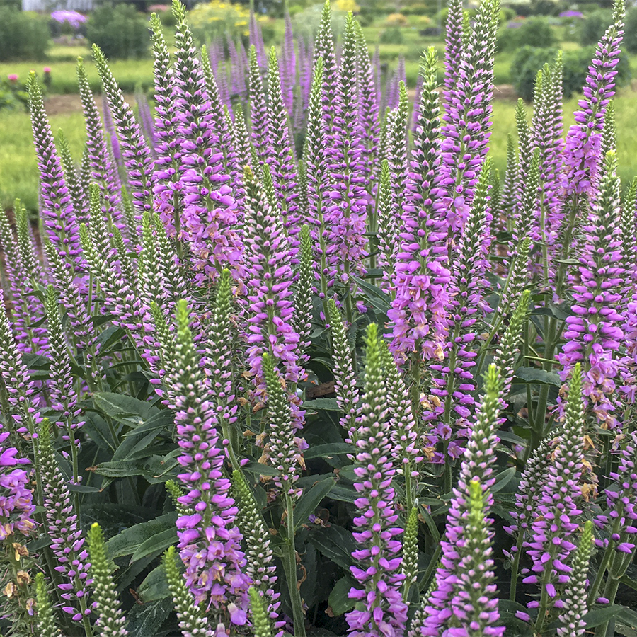 Veronica 'Lavender Lightsaber'