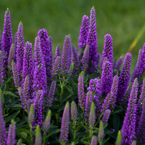 Veronica Magic Show 'Purple Illusion'